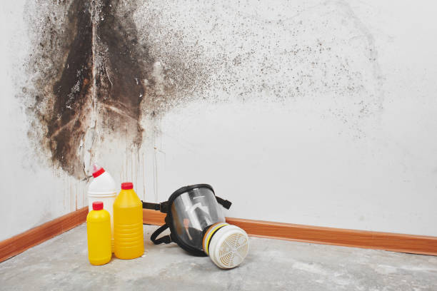Best Kitchen Mold Remediation in Bethel, WA