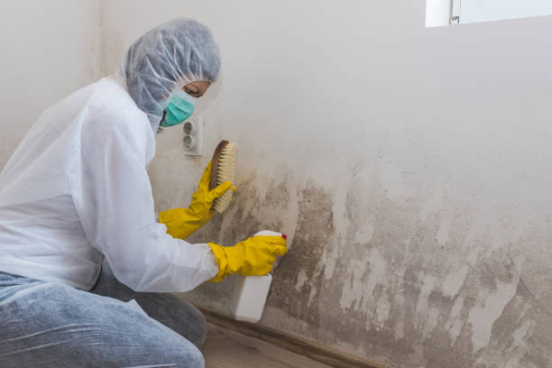 Best Industrial Mold Remediation in Bethel, WA