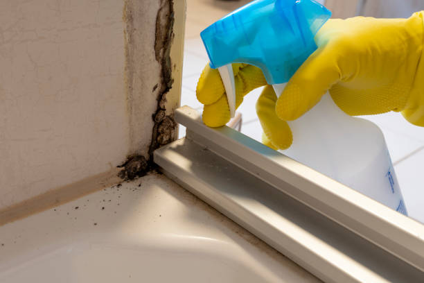 Best Attic Mold Remediation in Bethel, WA